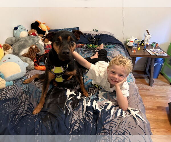 Medium Photo #20 Mutt Puppy For Sale in Forest, VA, USA