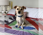 Small #3 Mutt