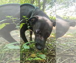 Small Mutt