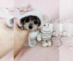 Small #5 Morkie