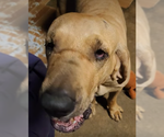 Small #7 Fila Brasileiro