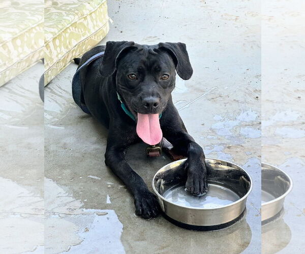 Medium Photo #10 Labrador Retriever-Unknown Mix Puppy For Sale in San Diego, CA, USA