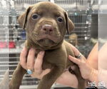Small #1 Labrador Retriever-Retriever  Mix