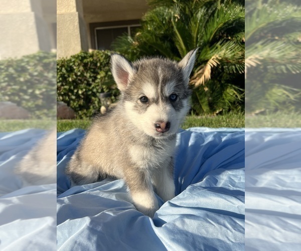 Medium Photo #3 Alaskan Husky-Siberian Husky Mix Puppy For Sale in RIVERSIDE, CA, USA