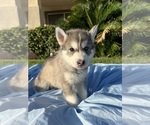 Small Photo #3 Alaskan Husky-Siberian Husky Mix Puppy For Sale in RIVERSIDE, CA, USA