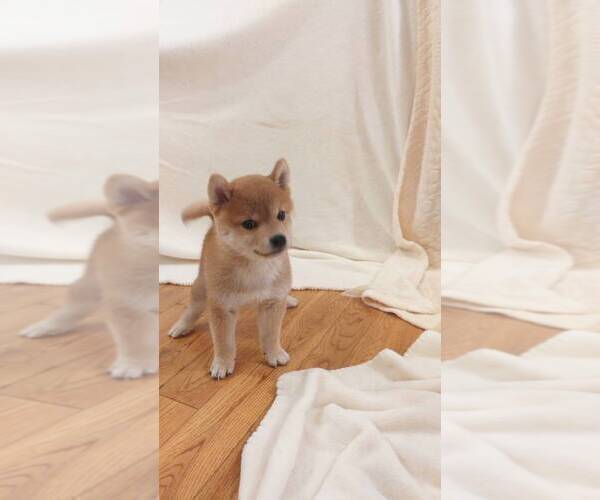 Medium Photo #4 Shiba Inu Puppy For Sale in TEMPLE CITY, CA, USA