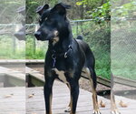 Small Photo #10 Mutt Puppy For Sale in Ellijay, GA, USA