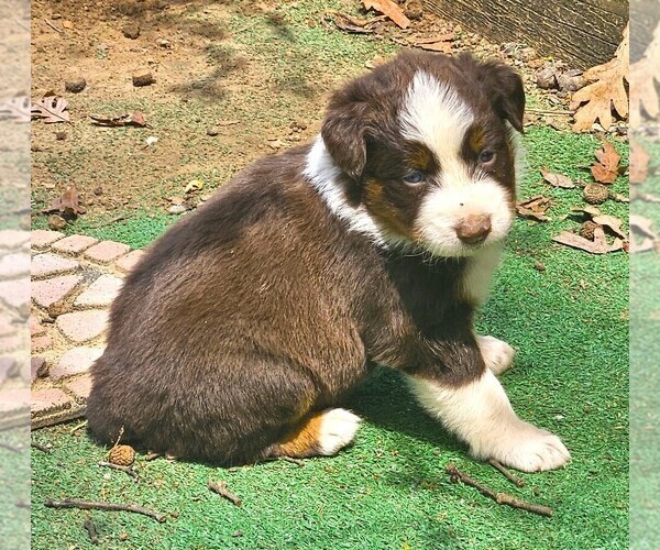 Medium Photo #2 Australian Shepherd Puppy For Sale in NELSON, VA, USA