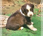 Small #1 Australian Shepherd