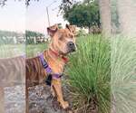 Small #13 Staffordshire Bull Terrier Mix