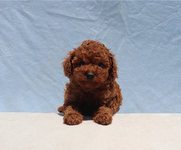Medium Photo #1 Poodle (Toy) Puppy For Sale in LOS ANGELES, CA, USA