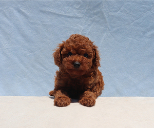 Poodle (Toy) Puppy for sale in LOS ANGELES, CA, USA