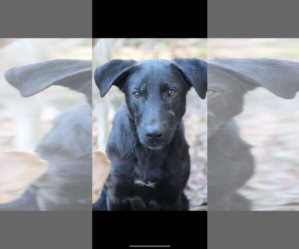 Medium Photo #1 Labrador Retriever-Unknown Mix Puppy For Sale in Ocean Springs, MS, USA