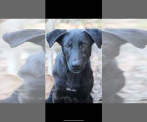 Labrador Retriever-Unknown Mix Dogs for adoption in Ocean Springs, MS, USA
