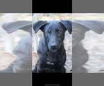 Small Labrador Retriever Mix