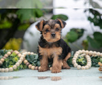 Small #1 Shorkie Tzu