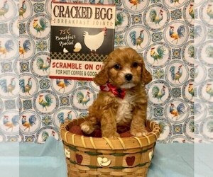 Cavapoo-Poodle (Miniature) Mix Puppy for sale in ORO VALLEY, AZ, USA