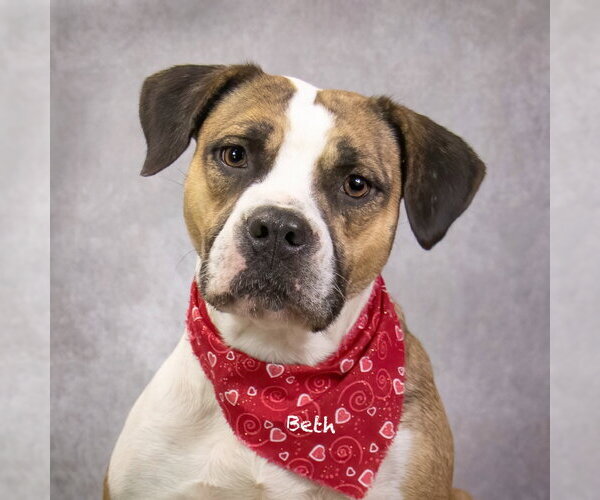 Medium Photo #4 Boxer-Unknown Mix Puppy For Sale in Hot Springs Village, AR, USA