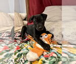 Small Labrador Retriever
