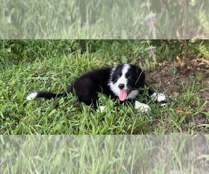 Border Collie Puppy for sale in MACLEAN, VA, USA