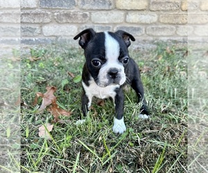 Boston Terrier Puppy for sale in WASHBURN, MO, USA