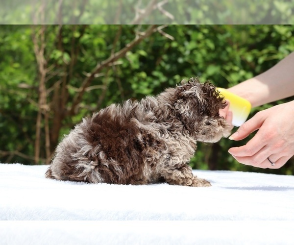 Medium Photo #22 ShihPoo Puppy For Sale in DYERSBURG, TN, USA