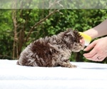 Small #21 ShihPoo