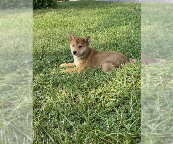 Medium Photo #2 Shiba Inu Puppy For Sale in CANOGA, NY, USA