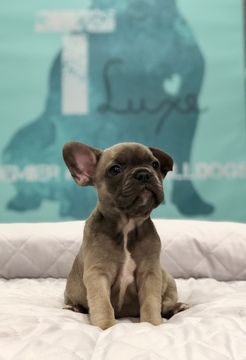 Medium Photo #1 French Bulldog Puppy For Sale in MANLIUS, NY, USA