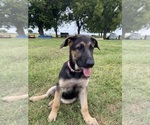 Puppy Sassy German Shepherd Dog