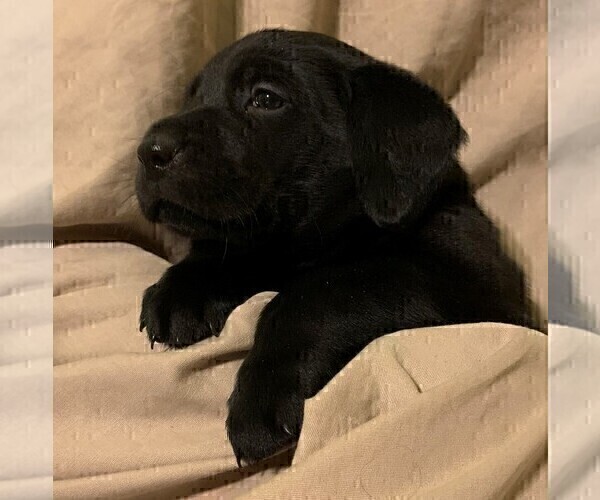 Medium Photo #7 Labrador Retriever Puppy For Sale in PUEBLO, CO, USA