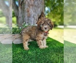 Small #3 Poodle (Miniature)