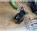 Small #2 French Bulldog