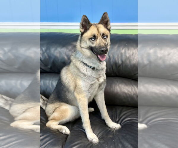 Medium Photo #2 Gerberian Shepsky Puppy For Sale in Spring Lake, NJ, USA