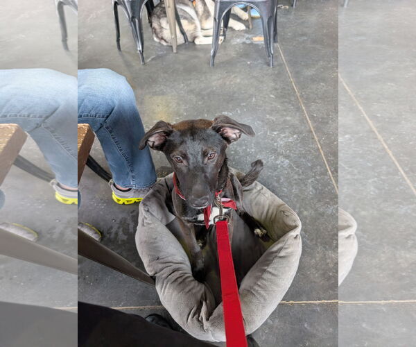 Medium Photo #2 Labrador Retriever-Unknown Mix Puppy For Sale in Farmington, MN, USA