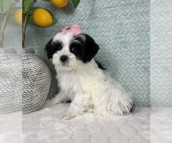 Medium Photo #5 Maltipoo (Toy) Puppy For Sale in FRANKLIN, IN, USA