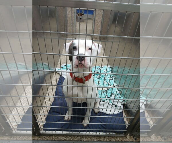 Medium Photo #1 Mutt Puppy For Sale in Martinsburg, WV, USA