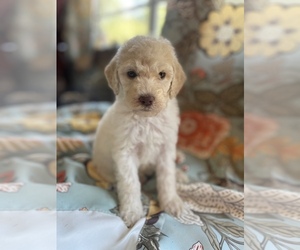 Goldendoodle Puppy for sale in TIMMONSVILLE, SC, USA