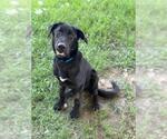 Small Labrador Retriever