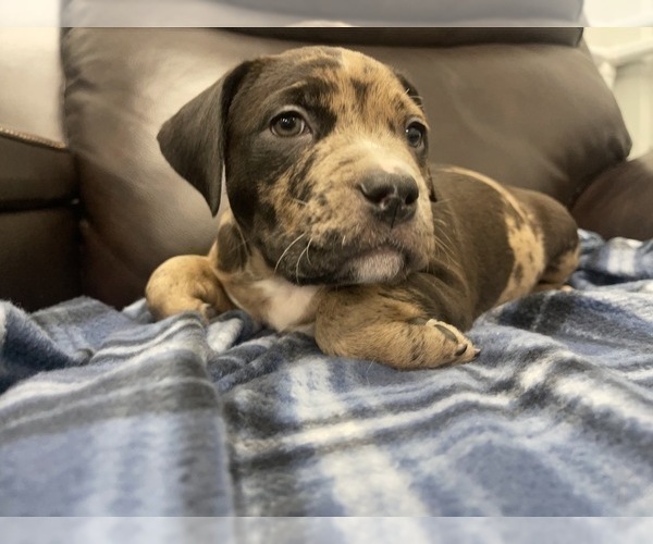 Medium Photo #132 American Bully Puppy For Sale in REESEVILLE, WI, USA