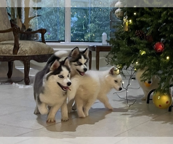 Medium Photo #16 Pomsky-Siberian Husky Mix Puppy For Sale in WINDERMERE, FL, USA
