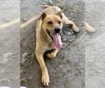 Small #1 German Shepherd Dog Mix