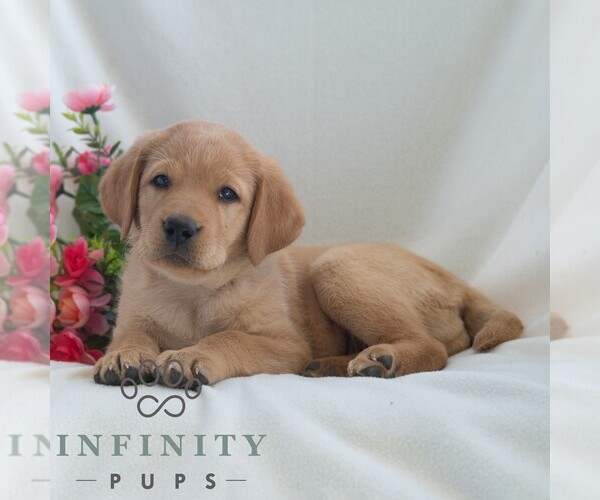 Medium Photo #4 Labrador Retriever Puppy For Sale in GREEN PARK, PA, USA