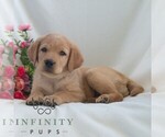 Small #3 Labrador Retriever