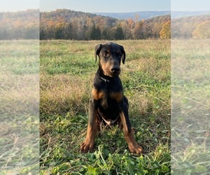 Doberman Pinscher Puppy for Sale in FREDERICKTOWN, Missouri USA