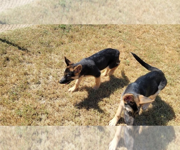 Medium Photo #5 German Shepherd Dog Puppy For Sale in AZLE, TX, USA