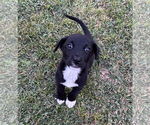 Small #1 Labrador Retriever Mix