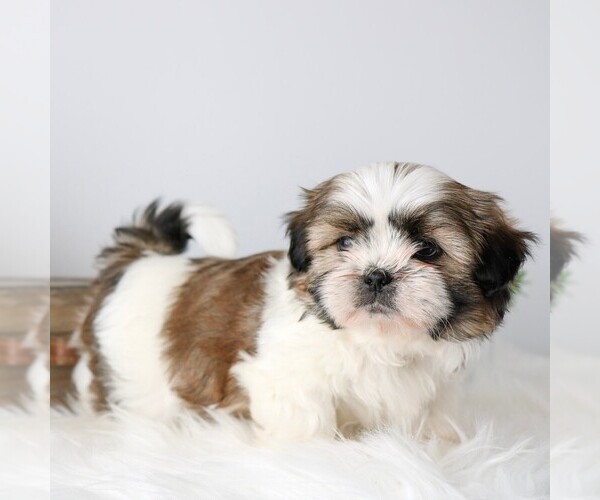 Medium Photo #3 Shih Tzu Puppy For Sale in ARTHUR, IL, USA