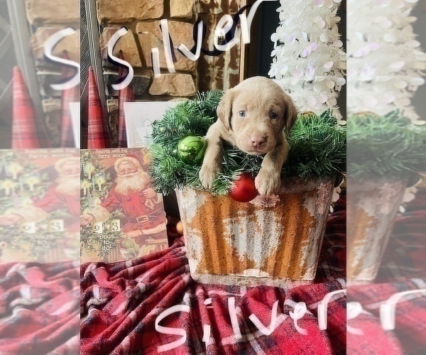 Medium Photo #1 Labrador Retriever Puppy For Sale in LINDEN, MI, USA