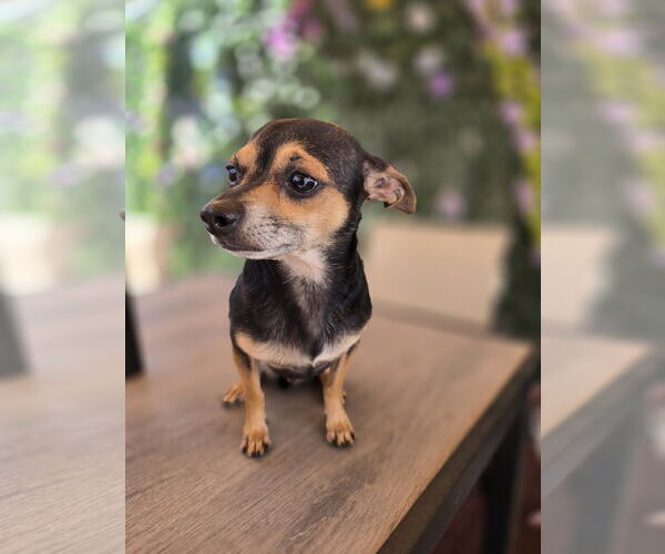 Medium Photo #4 Chihuahua Puppy For Sale in Sandy, UT, USA